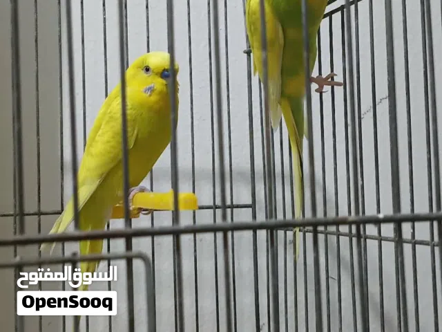 جوز عصافير حب