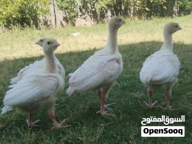 فسيفس كندي العملاق عمر شهر ملقح زيتي رباعي 15 تك