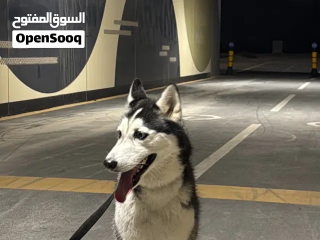 هاسكي سيبيري نثيه العمر سنه و خمس شهور اسمها لوسي