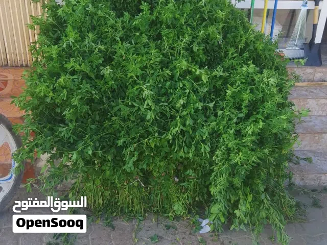 بيع طعام (قت) وزرع