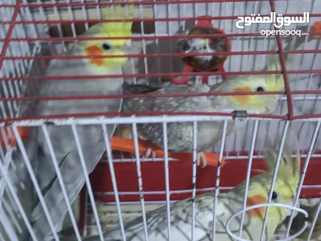 كوكتيل للبيع ثنين فحل واحد نثيه مخلفه بعدها صغيره