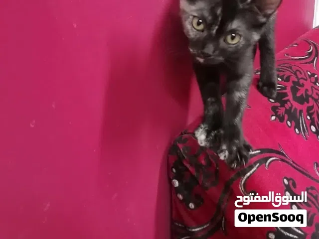 قط أنثى حق التبني عمرها اربع شهور