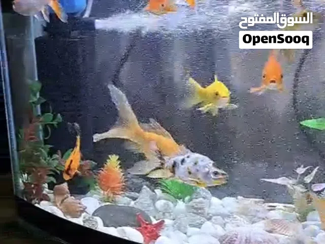 حوض سمك كبير
