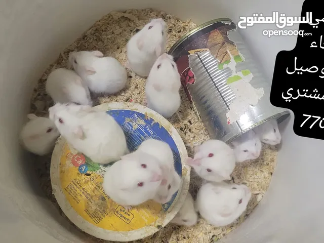 هامستر روسي كيوت اليفات