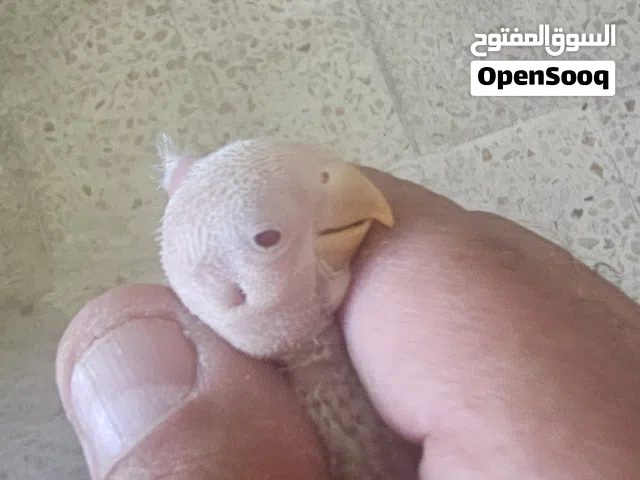 فرخ روز للزق اليدوي