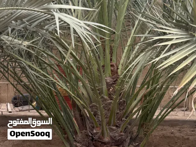 فسائل نخيل للبيع عدد 2