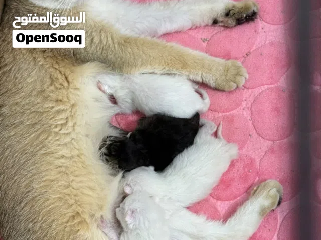 قطه مع اعيالها