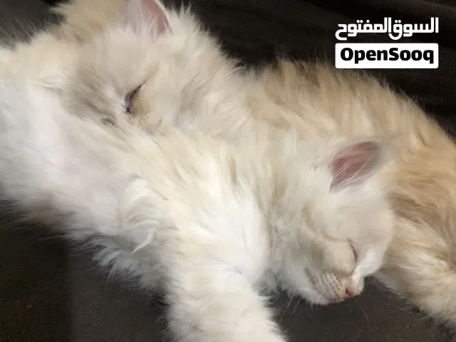 قطط صغيره للبيع