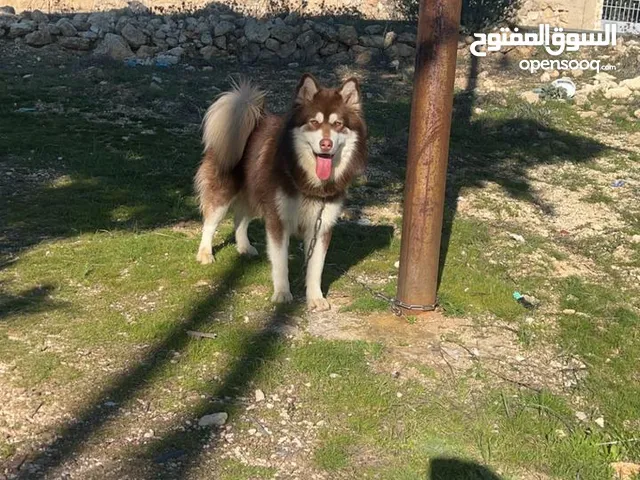 ذكر هاسكي شكولت عيون عسلي وكشره للبيع عمره 10 شهور