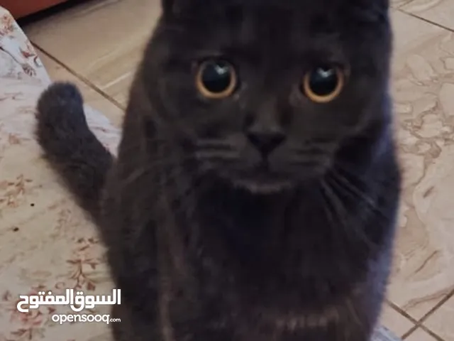 قطة سكوتش فولد