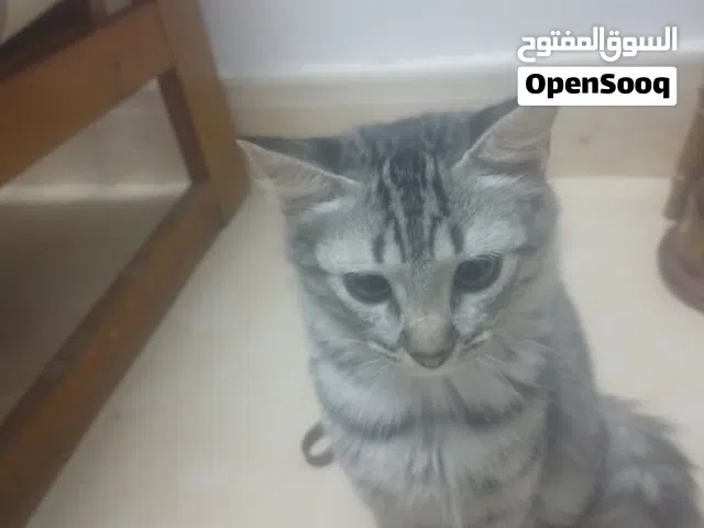 شيرازي و قطا امريكيه
