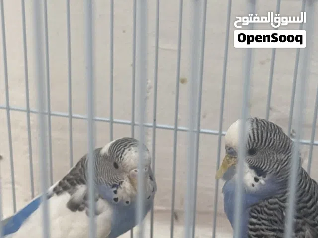 طيىر حوب ذكر و أنثى