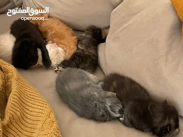 ام هملايا هاف بيكي فيس مع 5 خمسة حلويات من اب سكوتش