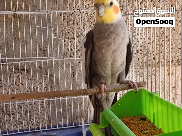 ذكر كوكتيل