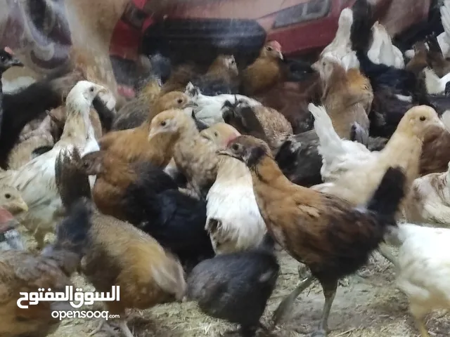 دجاج عماني ما شا الله احجام طيبه ب ريال فقط عمر ثلاثة اشهر