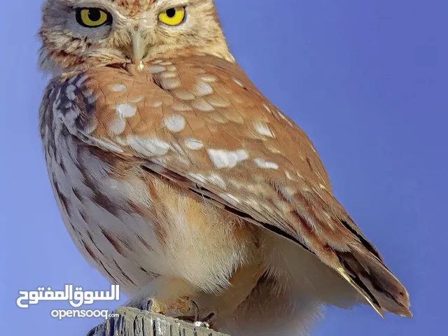 طيور قزم اليف فراخ اوراسي فراخ طويلة اذن