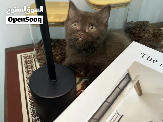انثى سكوتش ستريت تشوكلت !!!