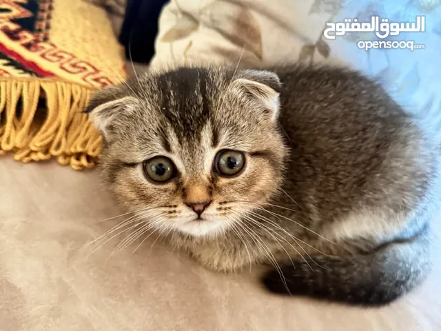 قطة سكوتش انثى عمر شهرين