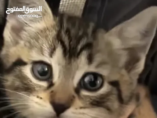 قطه للتبني سيامي شقيه وجميله
