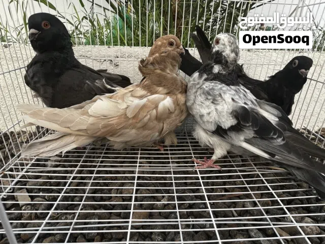 حمام تربية دعم للهاوي