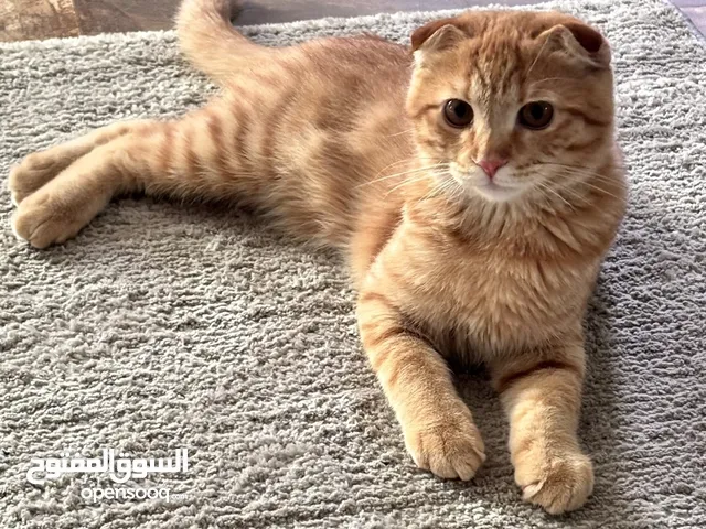 سكوتش تربل فولد