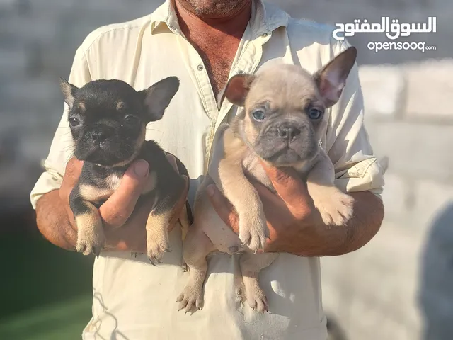 فرنش بولدوج و بومرينين  French Bulldog and  Pomeranian