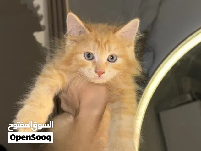 قطط للبيع شيرازيات