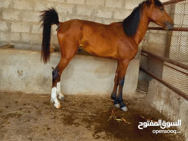 خيل ذكر، هجين اصيل، خيل احمر، حصان جميل، فرس، مهر، حصان ابيض، حصان