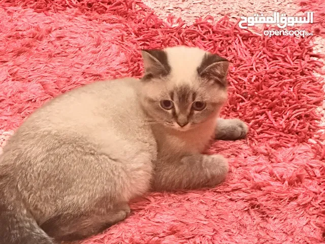 قطط برتش وهمالايا