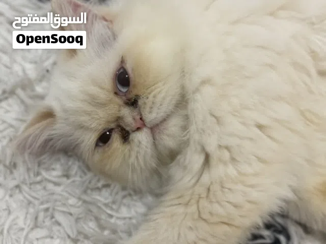 � قطة للتبني – بيت دافئ يحتاجها �