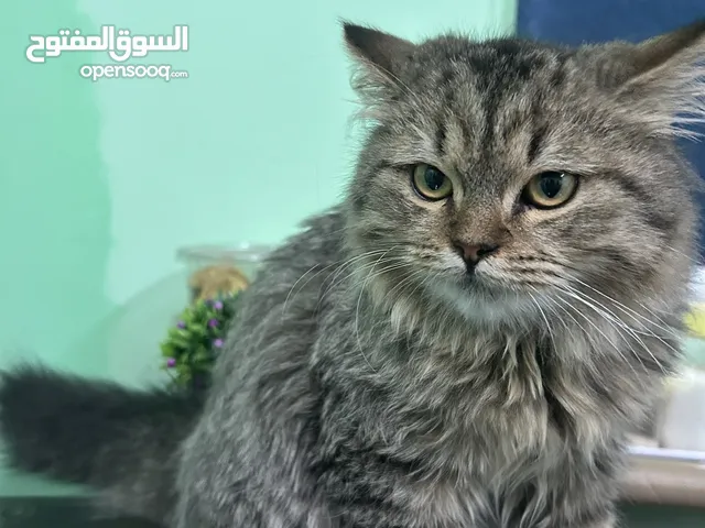 Kitten Persian for Sale