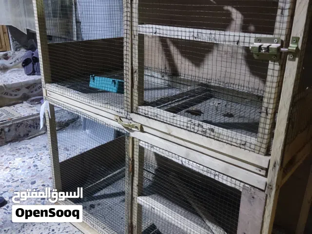 قفص + حاضنة