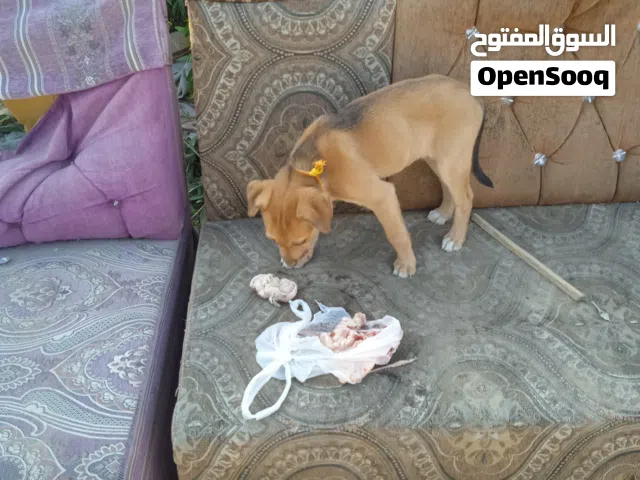 سلام عليكم ورحمه الله وبركاته عندي كلب مهجن بوليسي 24ساعة الاعلان لانه اريد ابيعه ضروري شله 5ريال