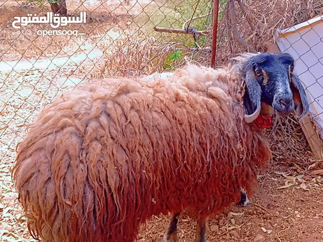 قرورة مقنوي ولحم
