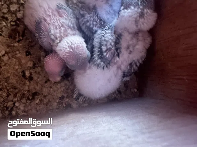 عصافير بي فروخهم