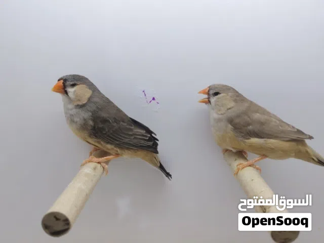 اناث مكس انجلش حجم هولندي