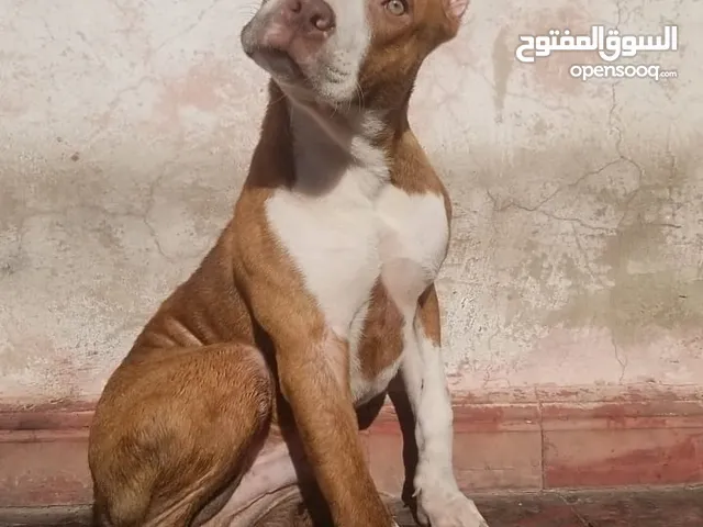كِــلاب _ DOGS