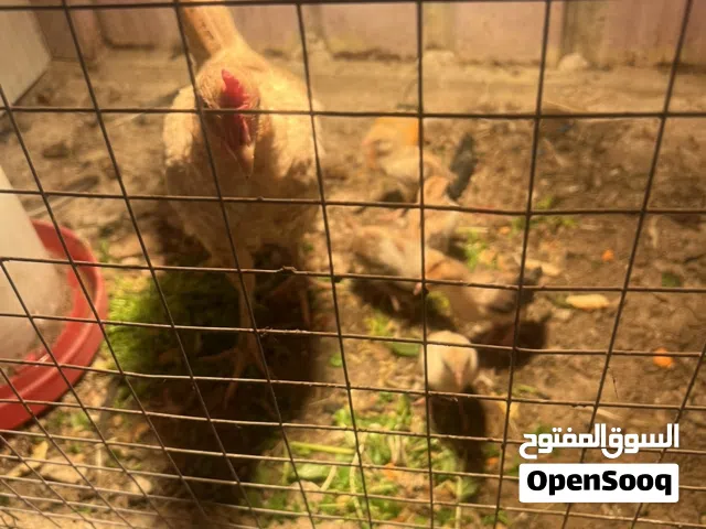 السلام عليكم دجاجه وراها 5 عربيات اصل