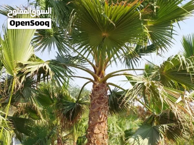 نخيل واشنطني زينه