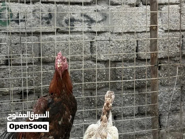 ديج مع دجاجته هراتي هندي للبيع