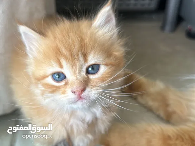 قطط شيرازي أصيلة للبيع – عمر شهر ويومين فقط
