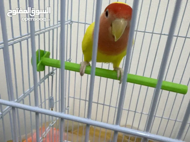 طير لونين اصفر واحمر