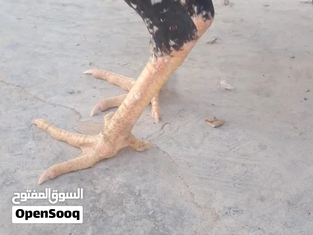 بيع ديك باكستاني مع دجاجه