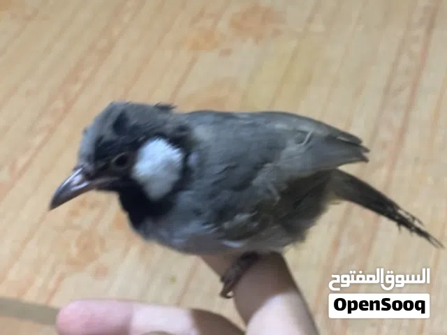 بلبل للبيع بصراوي
