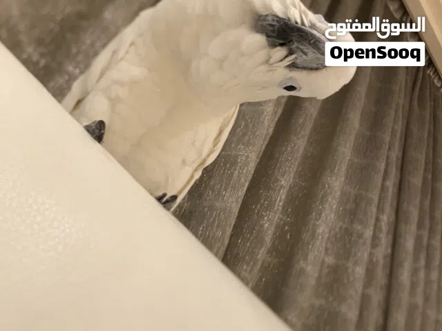 ببغاء كوكاتو امبريلا