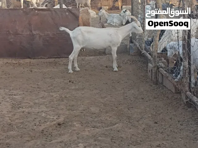 السلام عليكم ورحمة الله وبركاته  ماعز للبيع  العدد 9  هجين على الفرنساوي