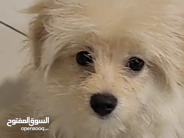Puppy for adoption