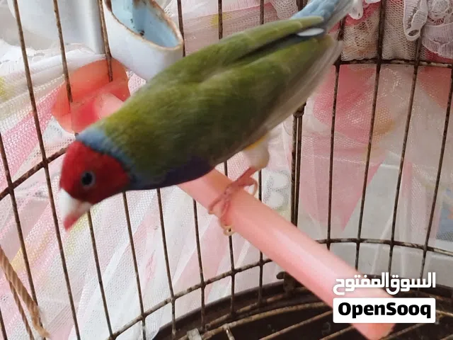 دكر قولدن فنش