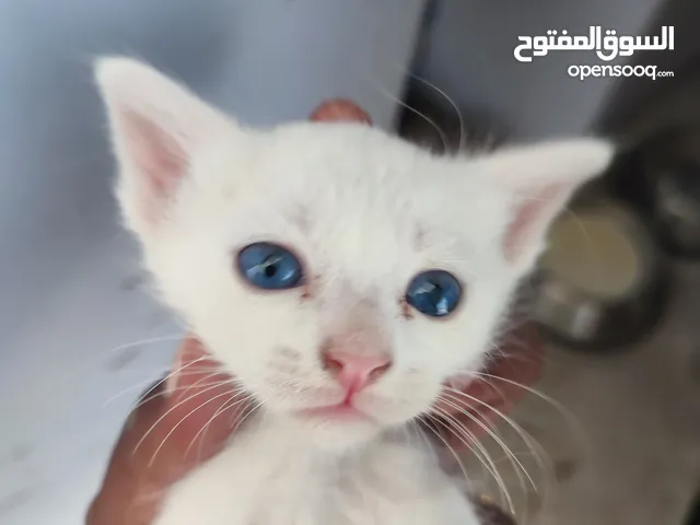 kitten 1month aged