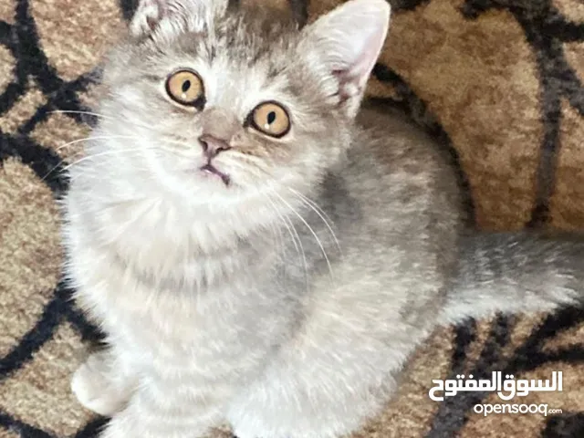 قطة  شيرازية العمر 4 اشهر